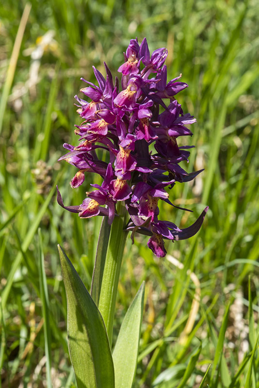 Orchide Sambucina - Dactylorhiza sambucina